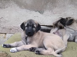 Anatolský pastevecký pes - kangal, štěňata ihned k odběru