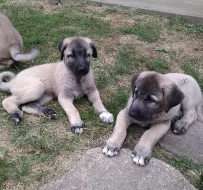 Anatolský pastevecký pes - kangal, štěňata ihned k odběru