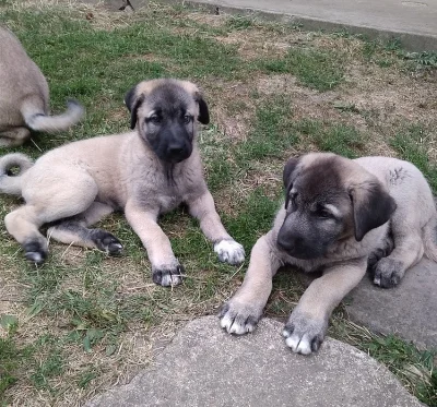 Anatolský pastevecký pes - kangal, štěňata ihned k odběru