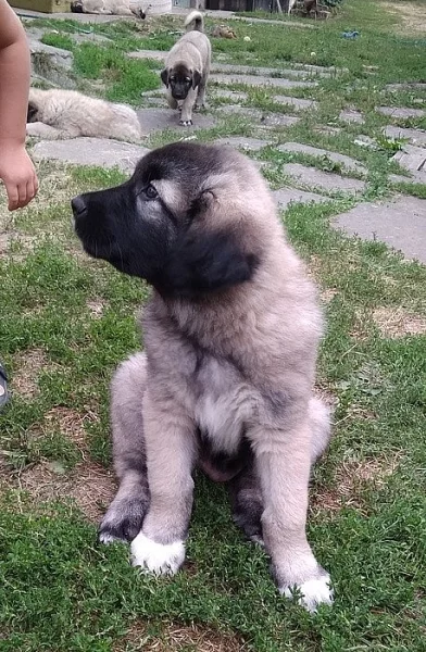 Anatolský pastevecký pes - kangal, štěňata ihned k odběru