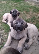 Anatolský pastevecký pes - kangal, štěňata ihned k odběru