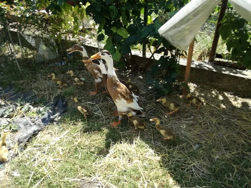 Indický běžec srnčí sedlatý-kachnata