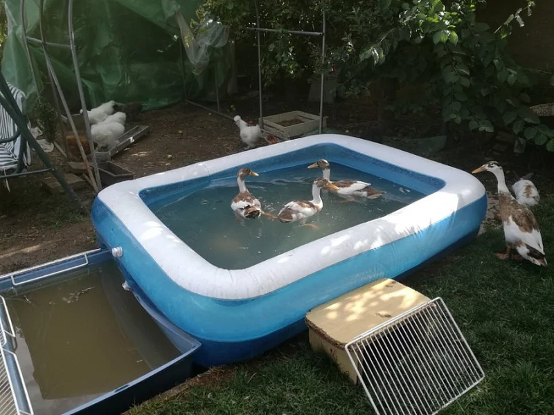 Indický běžec srnčí sedlatý