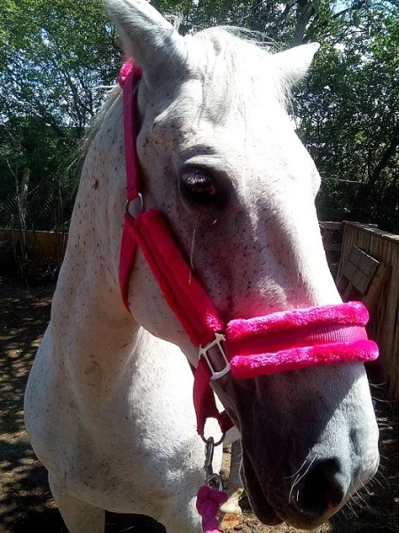 Lipicanka