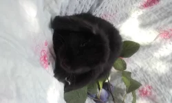 Zakrslý beran černý - mláďata