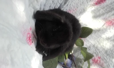 Zakrslý beran černý - mláďata