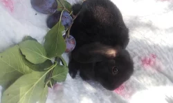 Zakrslý beran černý - mláďata