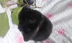 Zakrslý beran černý - mláďata