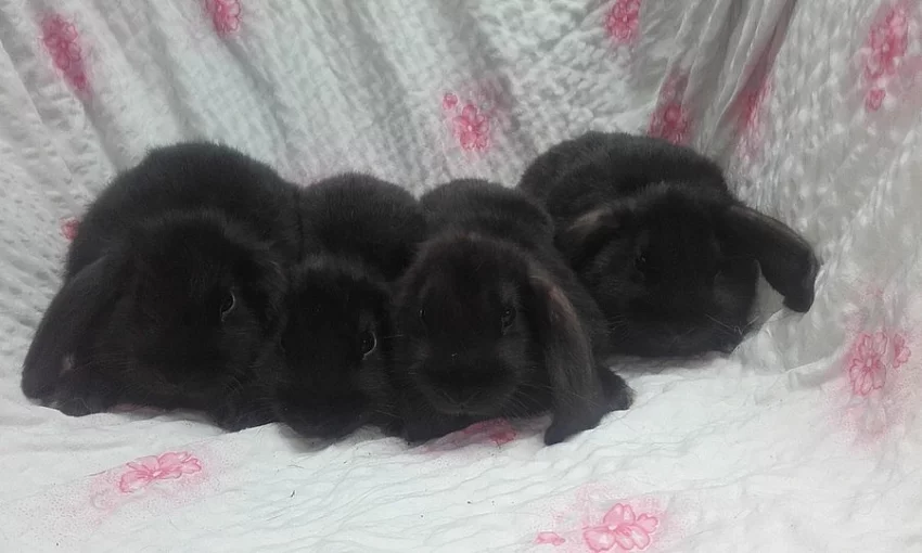 Zakrslý beran černý - mláďata