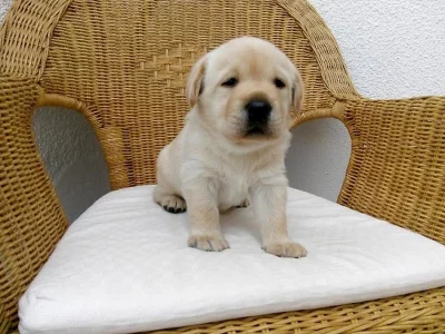 Labradorský retriever štěňata s PP