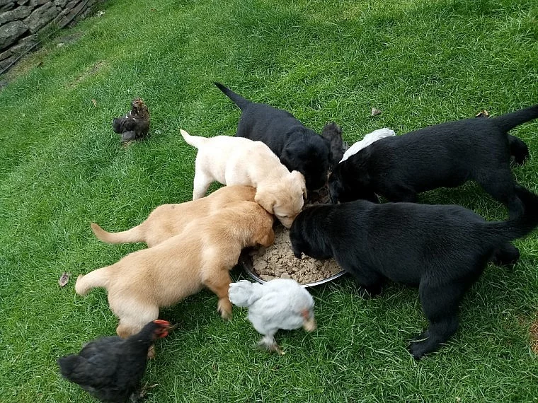 Štěňata Labrador Retriever k prodeji
