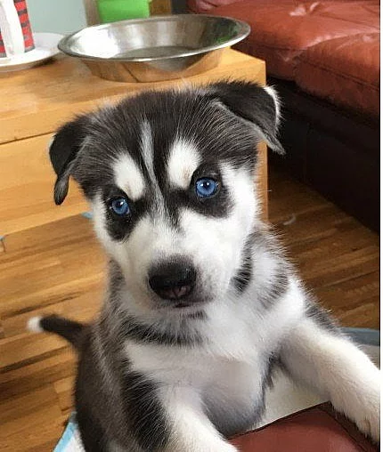 Akci registrovali sibiřské husky štěňata