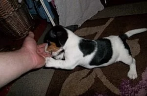Čistokrevný Jack Russell teriér