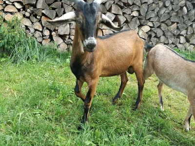 Prodám letošního kozla