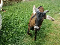 Prodám letošního kozla