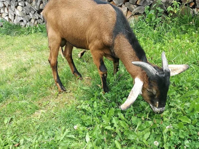 Prodám letošního kozla
