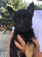 štěňátka německého ovčáka, fenky, černá se znaky s PP