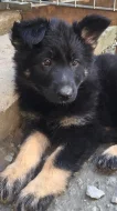 štěňátka německého ovčáka, fenky, černá se znaky s PP