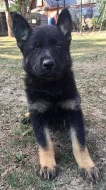 štěňátka německého ovčáka, fenky, černá se znaky s PP