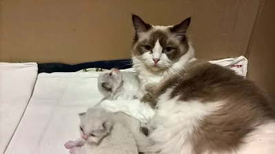 Kocourci Ragdoll bez PP