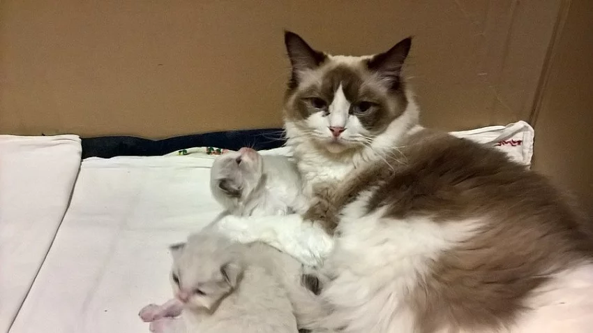 Kocourci Ragdoll bez PP