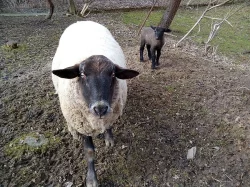 Ovce Suffolk