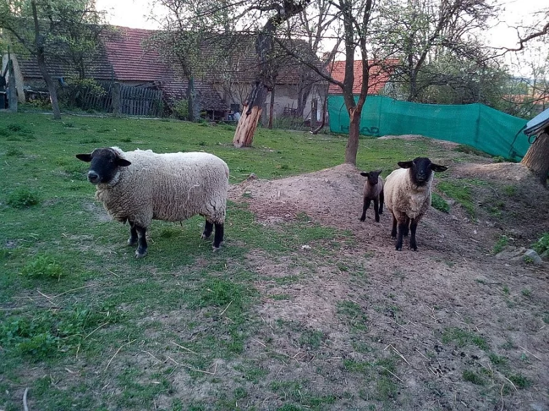 Ovce Suffolk