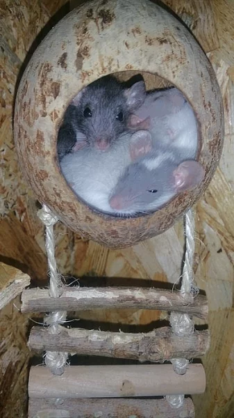 Potkánci dumbo