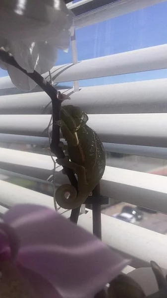 Chameleon Jemenský