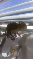Chameleon Jemenský