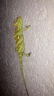 Chameleon Jemenský