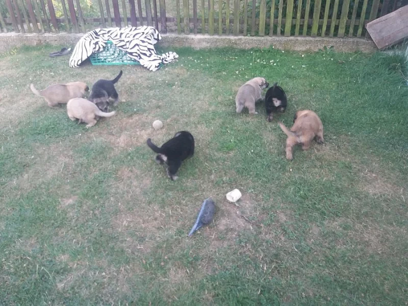 Německo x švýcarský ovčák