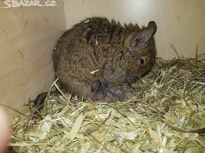 Osmák degu