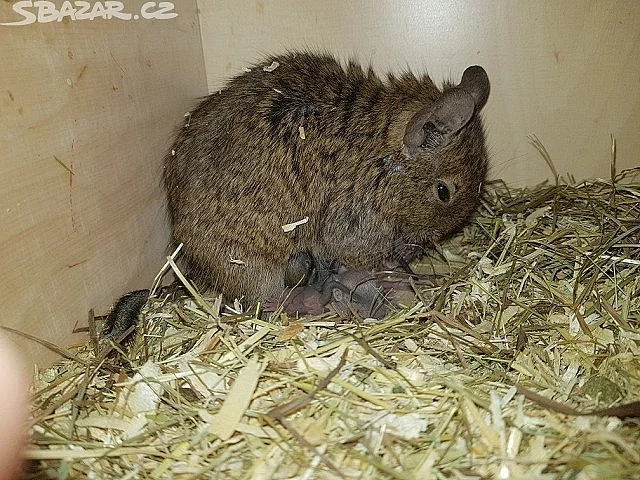 Osmák degu