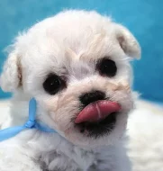 Bišonek - Bichon Frisé