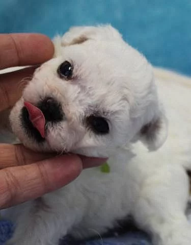 Bišonek - Bichon Frisé