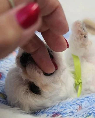 Bišonek - Bichon Frisé