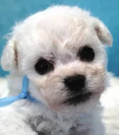 Bišonek - Bichon Frisé