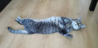 DARUJI KOČIČKU ZE ZDRAVOTNÍCH DŮVODŮ