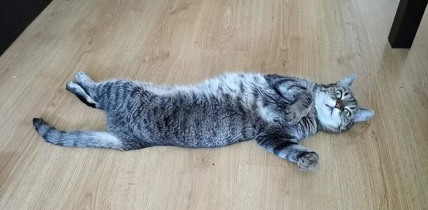 DARUJI KOČIČKU ZE ZDRAVOTNÍCH DŮVODŮ