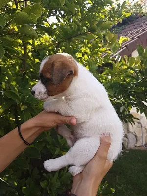 Dva Jack Russel klucí hledají novou smečku