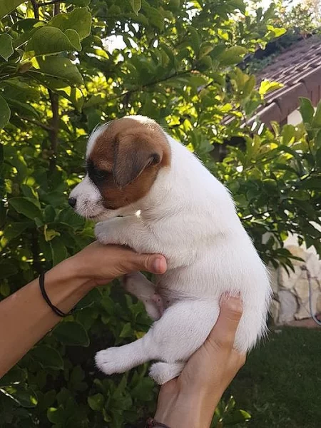 Dva Jack Russel klucí hledají novou smečku