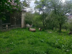 Prodám jehňata i ovce plemene Suffolk
