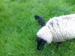 Prodám jehňata i ovce plemene Suffolk