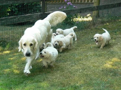 Golden retriever s PP - štěňata /zlatý retrívr/