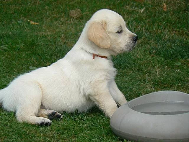 Golden retriever s PP - štěňata /zlatý retrívr/