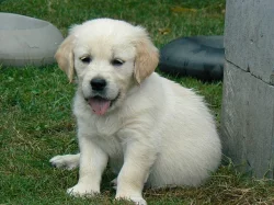 Golden retriever s PP - štěňata /zlatý retrívr/
