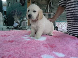 Golden retriever s PP - štěňata /zlatý retrívr/