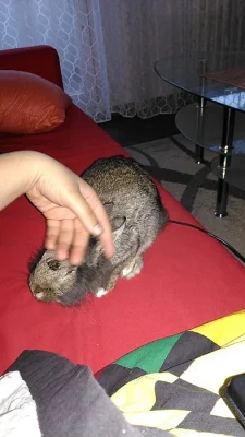 Králici
