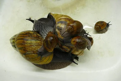Prodán šneka Achatina achatina Ghana